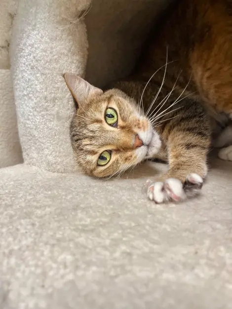 Photo of Honey Bug