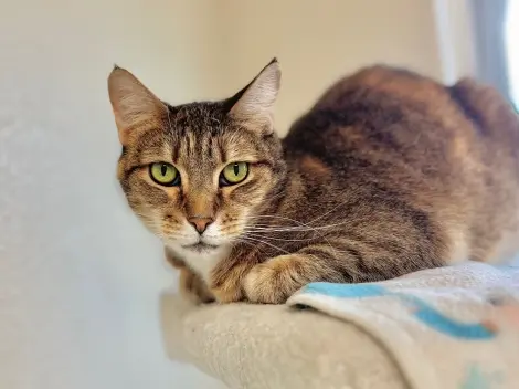 Photo of Honey Bug