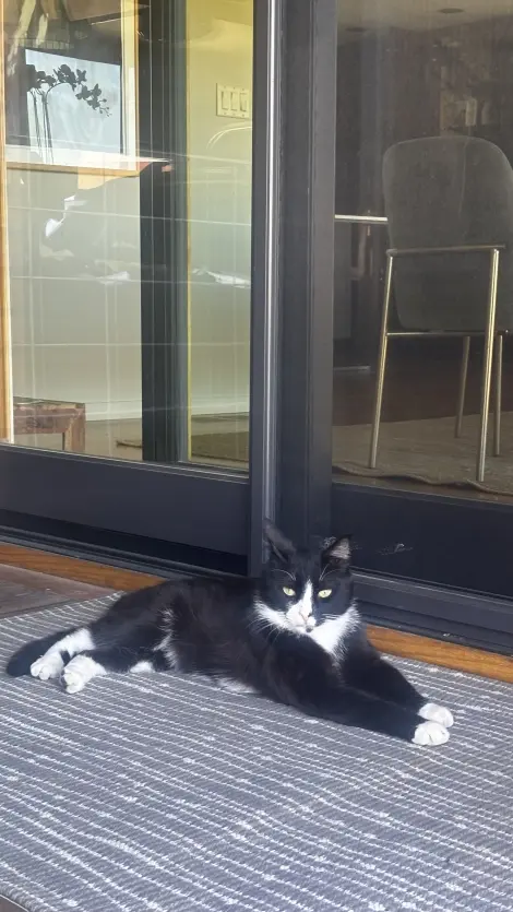 Photo of Black young boy cat
