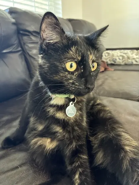 Photo of Binx