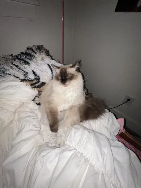 Photo of Suki