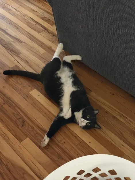 Photo of Meatball