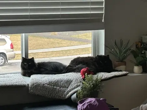 Photo of Nebula & Nova 