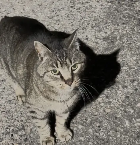 Photo of We call her Melloncamp because she looks like a mtn cougar