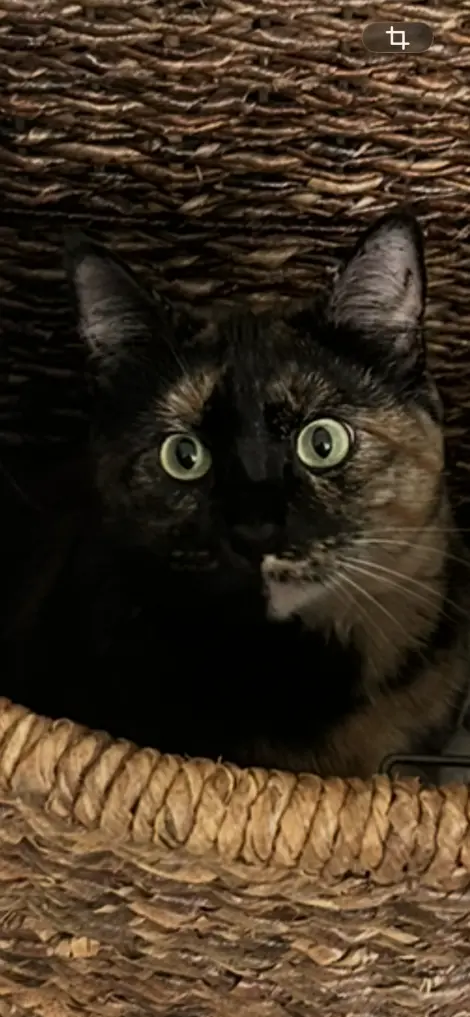 Photo of Momo