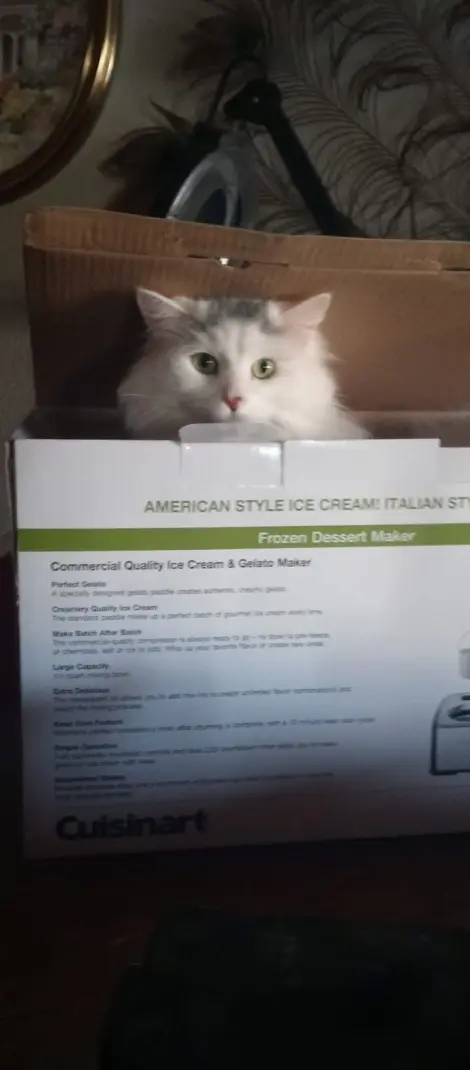 Photo of Apollo