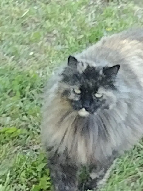 Photo of Hortense