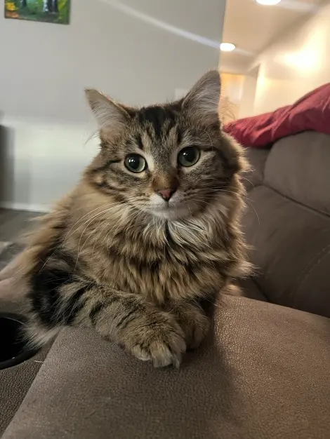 Photo of Snickers