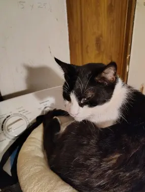 Photo of Domino