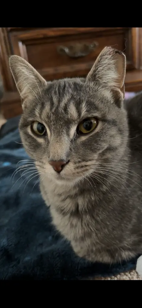 Photo of Miss Kitty