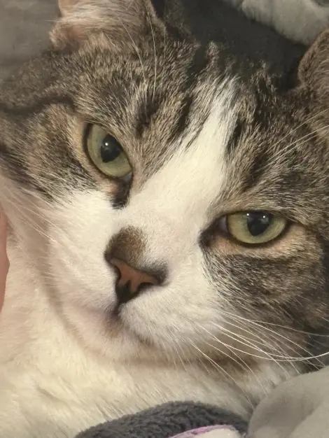 Photo of Rocket 