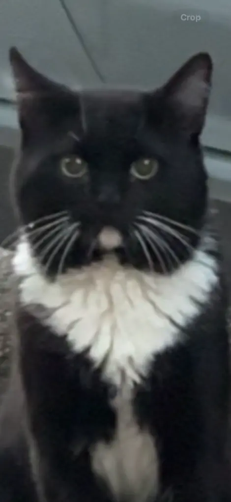Photo of Tuxedo with white socks in the back and white paws, white chin, and collar.
