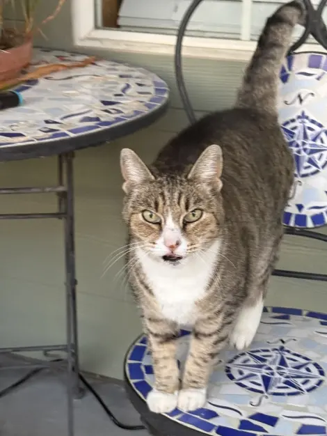 Photo of Grey stripped with white paws 
