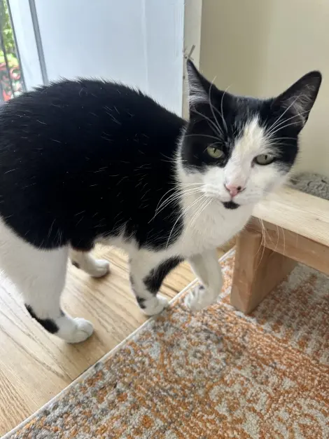 Photo of Black and white kitty