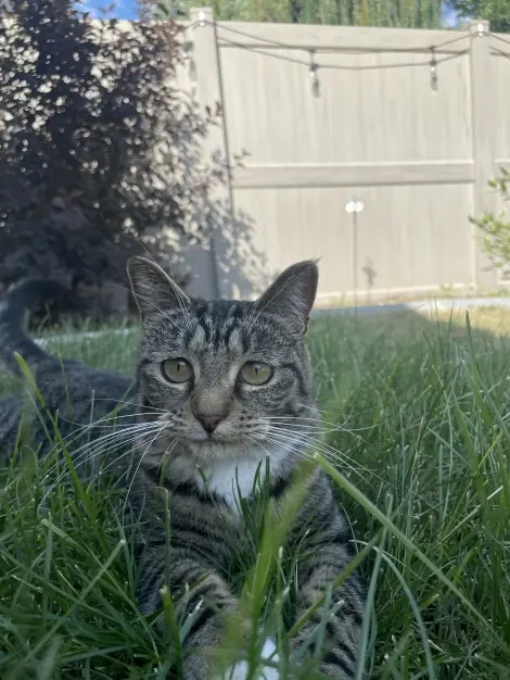 Photo of Small tabby cat