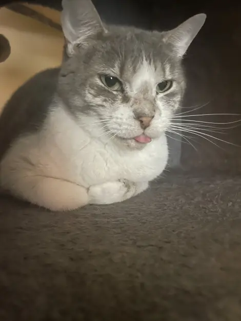 Photo of Cleo