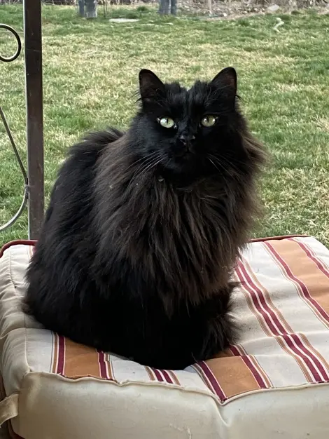 Photo of Chaco