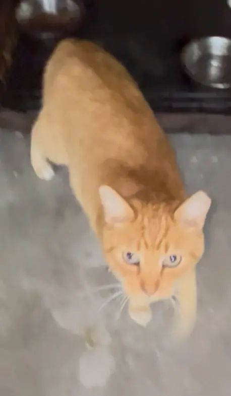 Photo of Completely orange Manx with green eyes