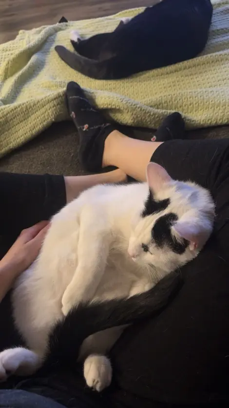 Photo of Cats