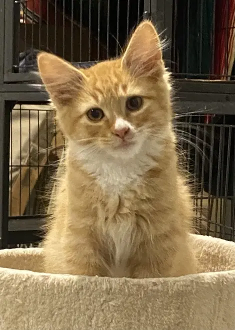 Photo of Ron