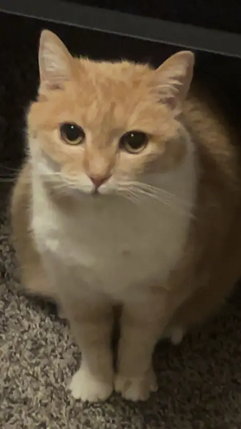 Photo of Marigold