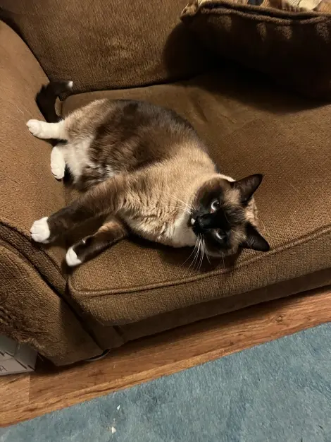 Photo of Smokey