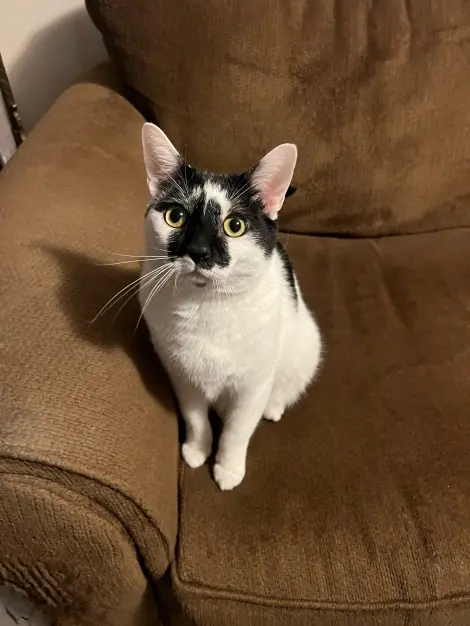 Photo of Meowskins