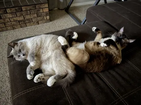 Photo of Penny and Maverick 