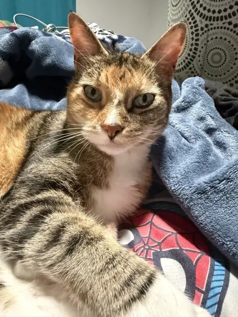 Photo of Teenie