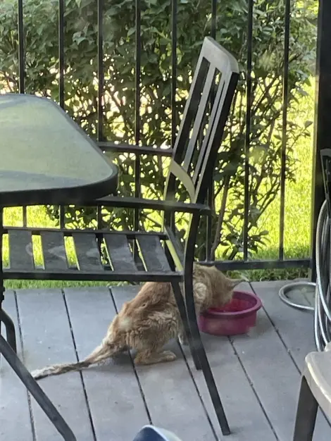 Photo of Assume stray cat looks bad