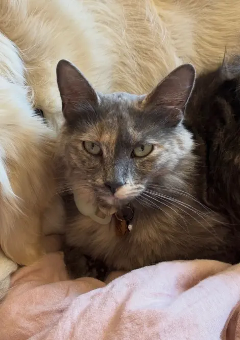 Photo of Luna 