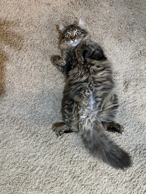 Photo of Tiger King