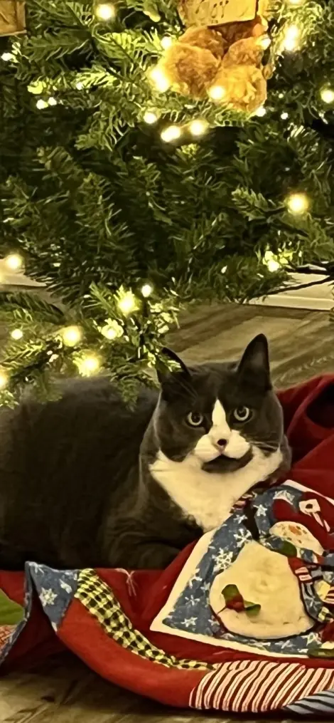 Photo of Moe