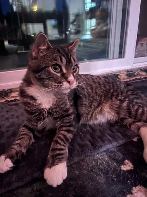 Photo of Goose