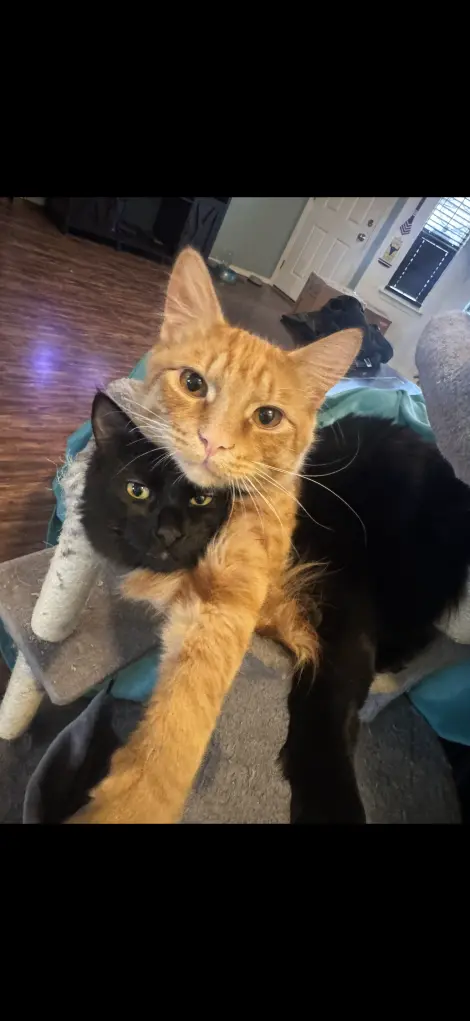 Photo of Simba and Binx