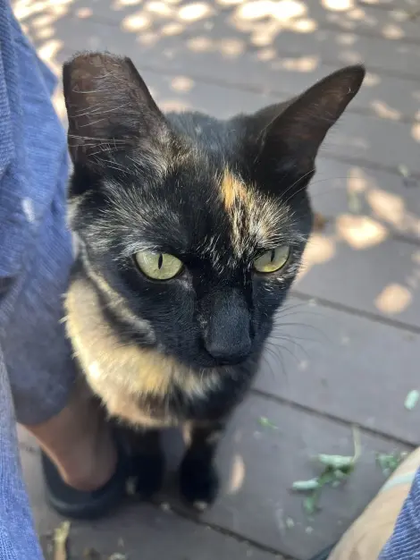 Photo of Tortoise shell cat