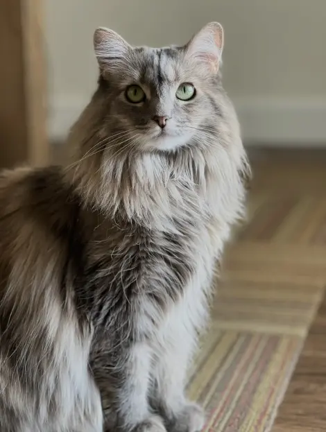 Photo of Ren