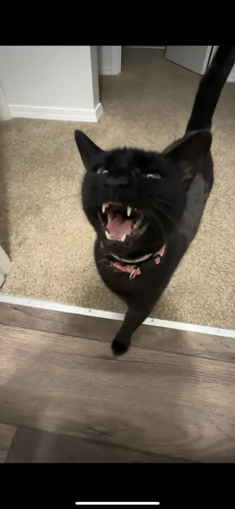 Photo of Bean