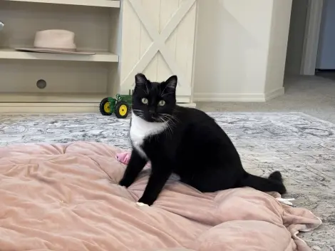 Photo of Pepper 