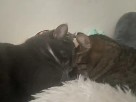 Photo of Bobby-Smokey