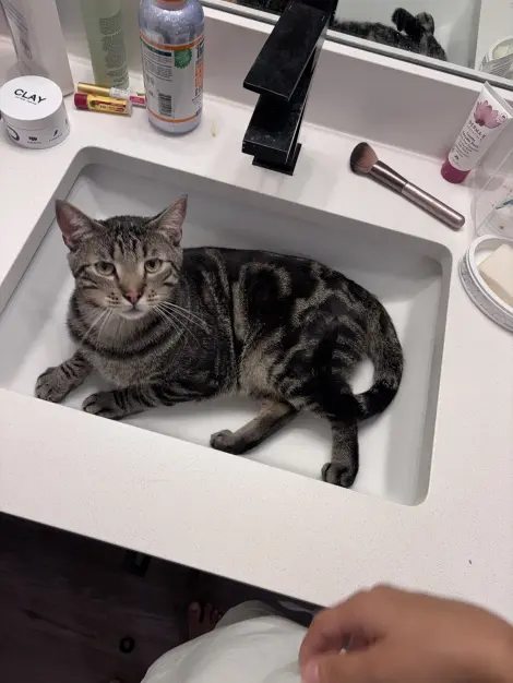 Photo of Kitty/Tino