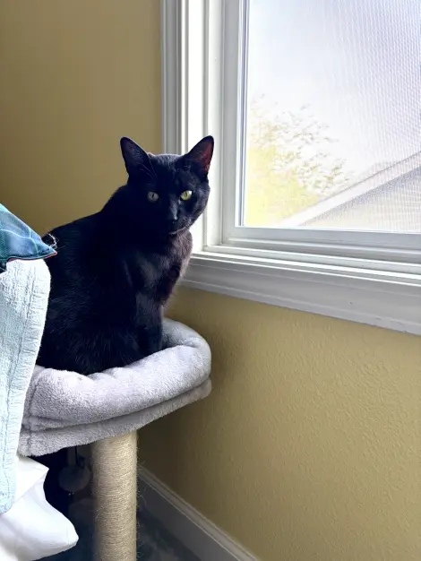 Photo of Binx