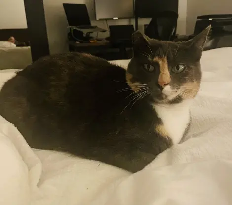 Photo of Nova 