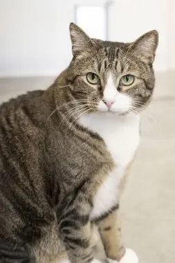 Photo of Squeaker