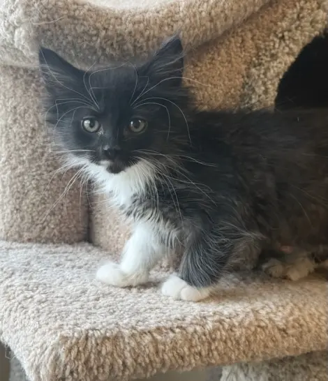 Photo of Inigo Montoya
