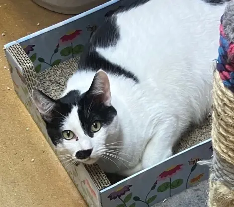 Photo of Joe (Bonded with Frank)