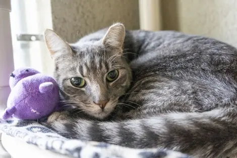Photo of Kenai