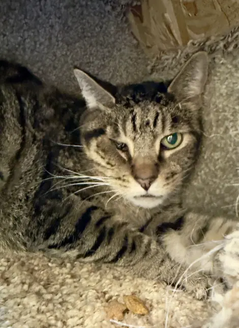 Photo of Leonidas