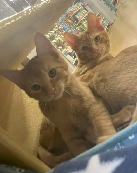 Photo of Lucky
