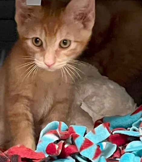 Photo of Lucky